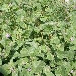 Erodium malacoides Habitus