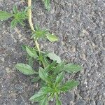 Amaranthus blitoides Folla