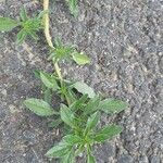 Amaranthus blitoides Leaf