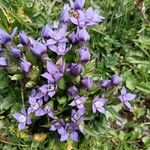 Gentianella campestris Blomma