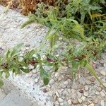 Amaranthus blitoides Hábito