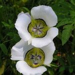 Calochortus gunnisonii Λουλούδι