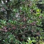 Elaeocarpus ovigerus Hábito