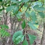 Crataegus punctata Hoja