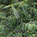 Freycinetia cumingiana Hoja