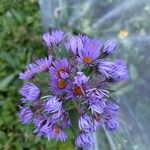 Aster tataricus Blomst