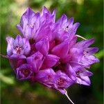 Allium serra Квітка