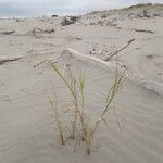 Phragmites karka Celota