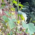 Tropaeolum capillare