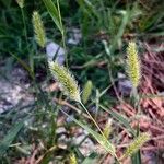 Setaria viridis Hábito