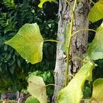 Populus x canadensis Fuelha