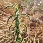 Meiosperma bracteatum Φύλλο