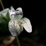 Collinsia tinctoria Žiedas