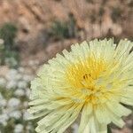 Urospermum dalechampiiFlower