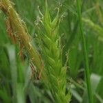 Carex sylvatica Leaf