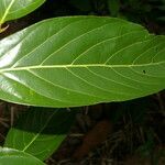 Nectandra hihua Feuille