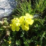 Erysimum rhaeticum Flower