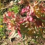 Euphorbia rigida Цвят