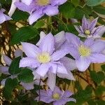 Clematis viticella Altro