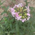 SaponnaireFlors