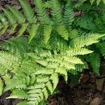 Dryopteris erythrosora 葉