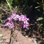 Pericallis papyracea Floro