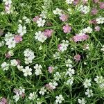 Gypsophila muralis Fula