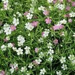 Gypsophila muralis Flor