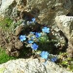 Eritrichium nanum Other