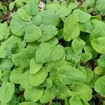 Lactuca macrophylla Feuille