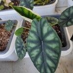 Alocasia baginda Лист