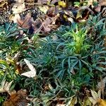 Helleborus foetidus Habitat