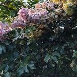 Lagerstroemia speciosaЦвят