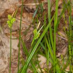 Carex pallescens Folha