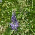 Phyteuma betonicifolium Flor