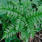 Adiantum latifolium Blatt