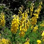 Cytisus nigricansFlower