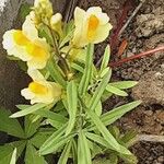 Linaria supina Habit