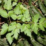 Oenanthe sarmentosa Leaf