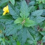 Turnera ulmifolia Leaf