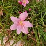 Zephyranthes rosea Flor