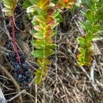 Coriaria ruscifoliaᱡᱚ