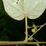 Croton billbergianus