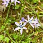 Scilla verna Flower