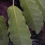 Schefflera decaphylla List