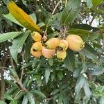 Syzygium jambos Frukt