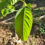 Petitia domingensis Leaf