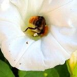 Calystegia silvatica Diğer