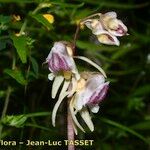 Epipogium aphyllum Fula