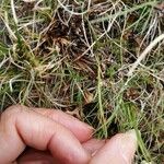 Gagea serotina Likasa